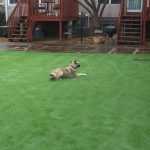 Artificial Turf Good for Dogs