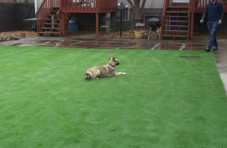 Is Artificial Turf Good for Dogs?